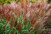 MISCANTHUS SINENSIS UNDINE