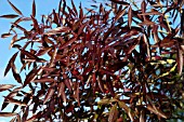 FRAXINUS ANGUSTIFOLIA RAYWOOD (FLAME)