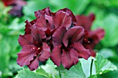 PELARGONIUM MINSTREL BOY (REGAL TYPE)