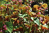 BEGONIA GRANDIS EVANSIANA
