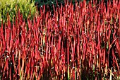 IMPERATA CYLINDRICA RED BARON (RUBRA) JAPANESE BLOOD GRASS