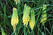 KNIPHOFIA BRIMSTONE (RED HOT POKER)