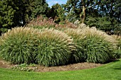MIXED GRASSES (BRESSINGHAM)