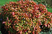 NANDINA DOMESTICA FIRE POWER