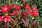 RHODODENDRON ELIZABETH RED FOLIAGE (MORLEYS NURSERY)
