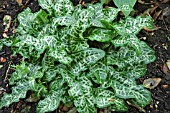 ARUM ITALICUM SUBSP. ITALICUM MARMORATUM, (SYN. ARUM ITALICUM SUBSP. ITALICUM PICTUM), (AGM).