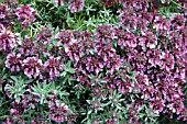 TEUCRIUM ACKERMANNII