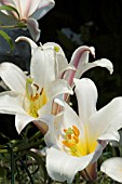 LILIUM REGALE,  REGAL LILY