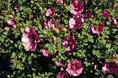 ANISODONTA,  LARGE FLOWERED MAGENTA