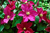 CLEMATIS MADAME EDOUARD ANDRE