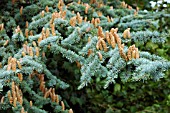 CEDRUS ATLANTICA GLAUCA