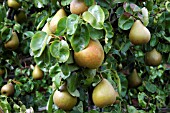 PEAR BEURRE HARDY (PYRUS COMMUNIS)