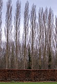 POPULUS NIGRA ITALICA