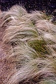 STIPA TENUISSIMA PONY TAILS