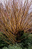 SALIX ALBA VAR. VITELLINA