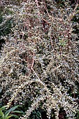 AZARA MICROPHYLLA VARIEGATA