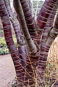 PRUNUS SERRULA