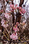 VIBURNUM x BONANTENSE