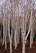 BETULA  WOODLAND