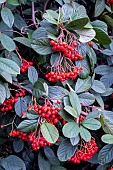 COTONEASTER LACTEUS