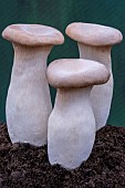 KING OYSTER MUSHROOM