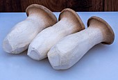 KING OYSTER MUSHROOM