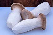 KING OYSTER MUSHROOM