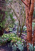 WINTER GARDEN