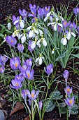 GALANTHUS NIVALIS SANDERSONII GROUP