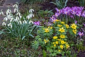 WINTER GARDEN BULBS