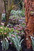 WINTER GARDEN