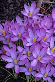 CROCUS TOMASSINIANUS WHITEWELL PURPLE