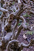 CORYLUS AVELLENA CONTORTA