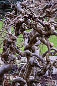 CORYLUS AVELLENA CONTORTA