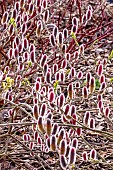 SALIX GRACILISTYLIS MOUNT ASO