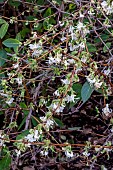 LONICERA PURPUSII WINTER;BEAUTY