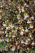 LONICERA PURUSII WINTER BEAUTY