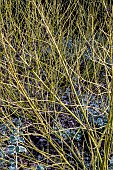 CORNUS SERICA FLAVIRAMEA AGM