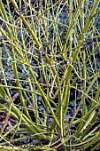 CORNUS SERICA FLAVIRAMEA AGM