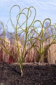 WILLOW SCULPTURES AT RHS HYDE HALL GARDEN