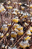 EDGEWORTHIA CHRYSANTHA GRANDIFLORA