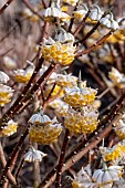 EDGEWORTHIA CHRYSANTHA GRANDIFLORA