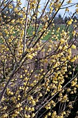 CHIMONANTHUS GRANDIFLORA