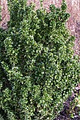 EUONYMUS JAPONICUS GREEN ROCKET