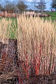 MISCANTHUS SINENSIS ADIGIO