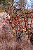 WILLOW SCULPTURES AT RHS HYDE HALL GARDEN