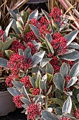 SKIMMIA PEROSA