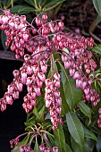 PIERIS JAPONICA KATSURA PBR