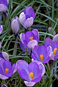 CROCUS YALTA