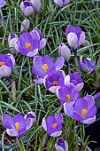 CROCUS YALTA